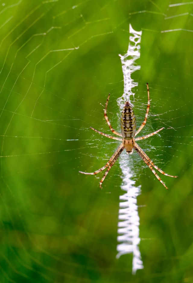 Argiope?  S, Argiope bruennichi, giovane femmina - Sarzana (MS)